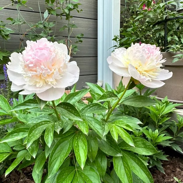 The Empress Peony Collection - A Royal Garden, Effortlessly - 1+1 FREE