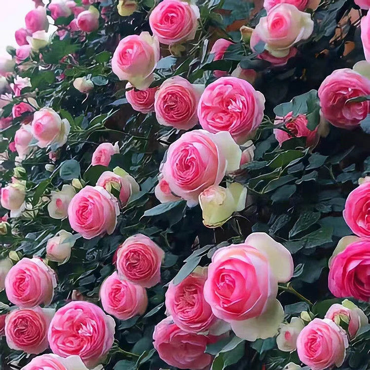 EverBloom Rose Seeds - A Living Wall of Flowers. + 50% OFF