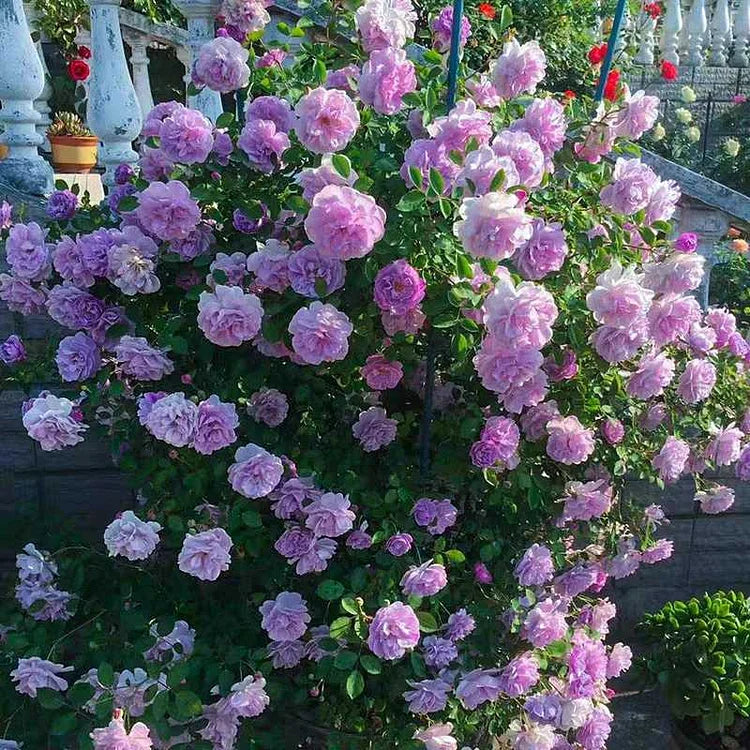 EverBloom Rose Seeds - A Living Wall of Flowers. + 50% OFF