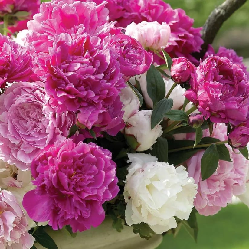 The Empress Peony Collection - A Royal Garden, Effortlessly - 1+1 FREE
