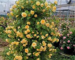 Climbing Vine Rose Flower Seeds – Unleash a Cascade of Color and Fragrance - 50% OFF