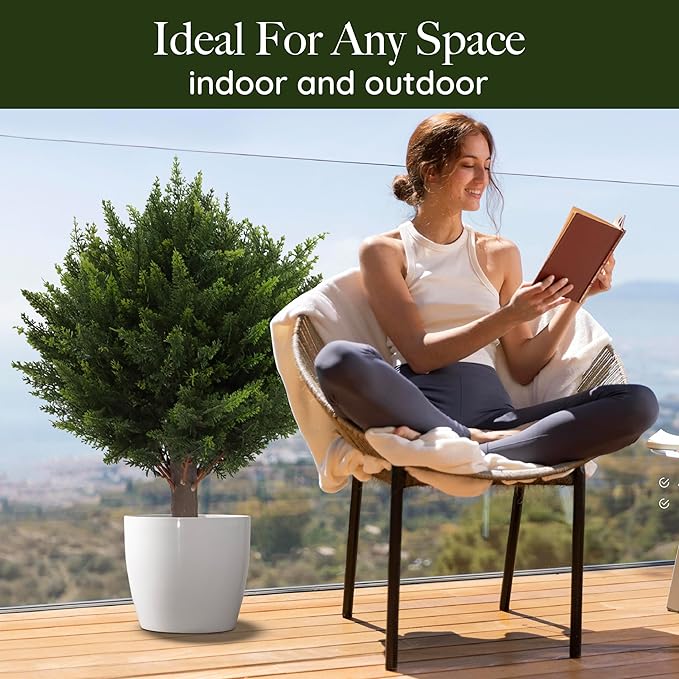EverGreen Cedar Tree - Instant Curb Appeal + 50% OFF