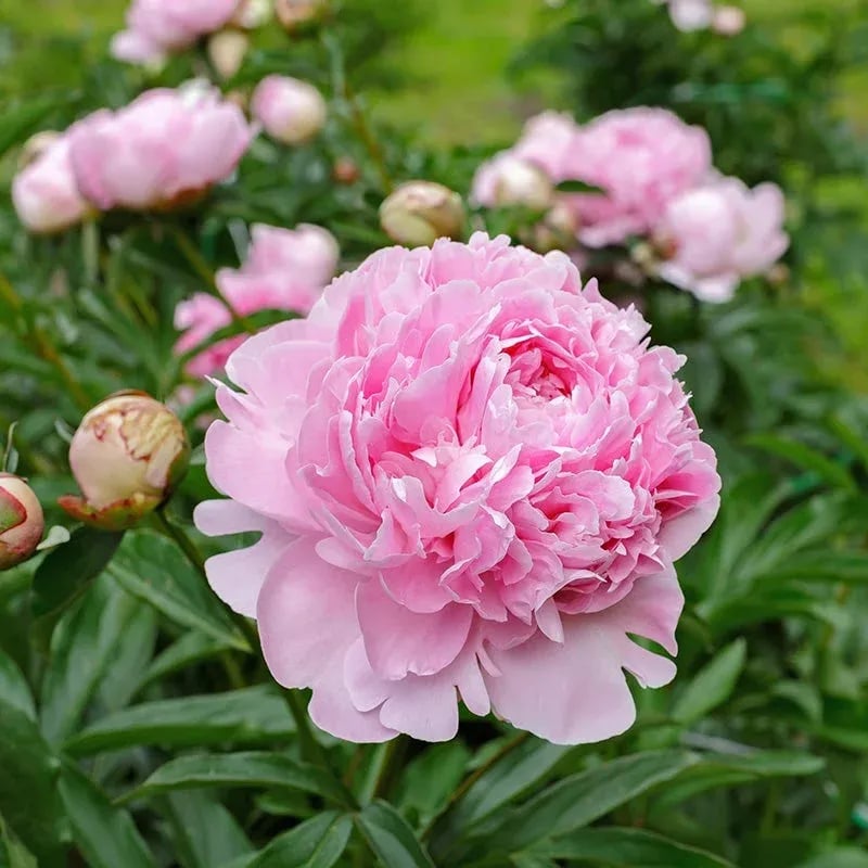 The Empress Peony Collection - A Royal Garden, Effortlessly - 1+1 FREE