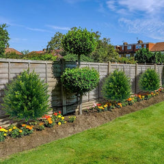 EverGreen Cedar Tree - Instant Curb Appeal + 50% OFF