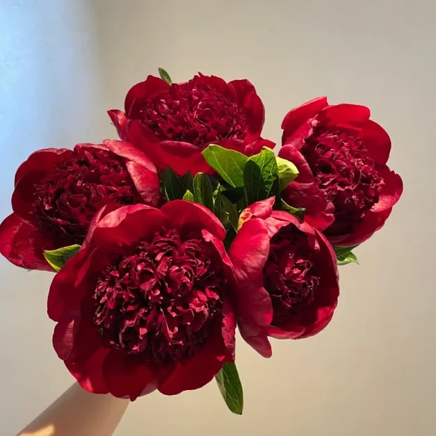 The Empress Peony Collection - A Royal Garden, Effortlessly - 1+1 FREE