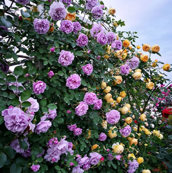 Climbing Vine Rose Flower Seeds – Unleash a Cascade of Color and Fragrance - 50% OFF