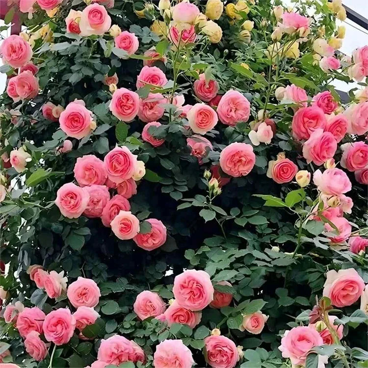 EverBloom Rose Seeds - A Living Wall of Flowers. + 50% OFF