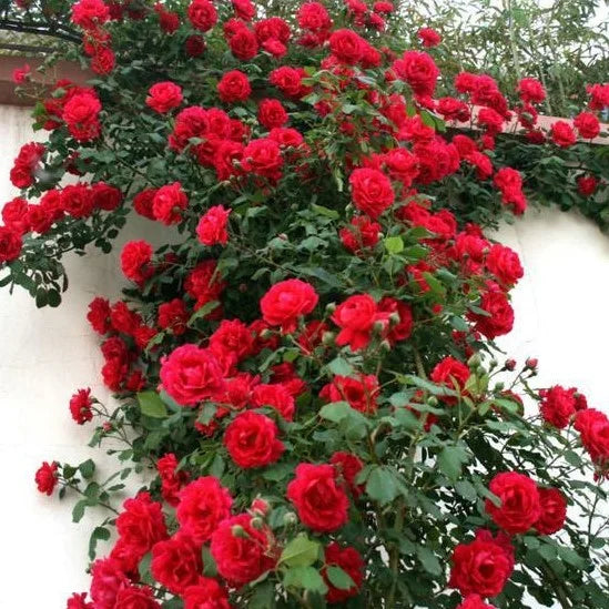 EverBloom Rose Seeds - A Living Wall of Flowers. + 50% OFF