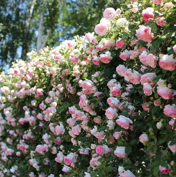 Climbing Vine Rose Flower Seeds – Unleash a Cascade of Color and Fragrance - 50% OFF