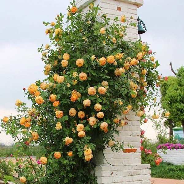 Climbing Vine Rose Flower Seeds – Unleash a Cascade of Color and Fragrance - 50% OFF
