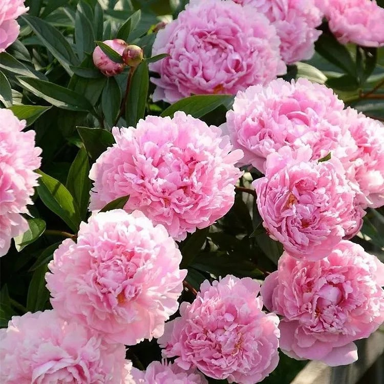 The Empress Peony Collection - A Royal Garden, Effortlessly - 1+1 FREE