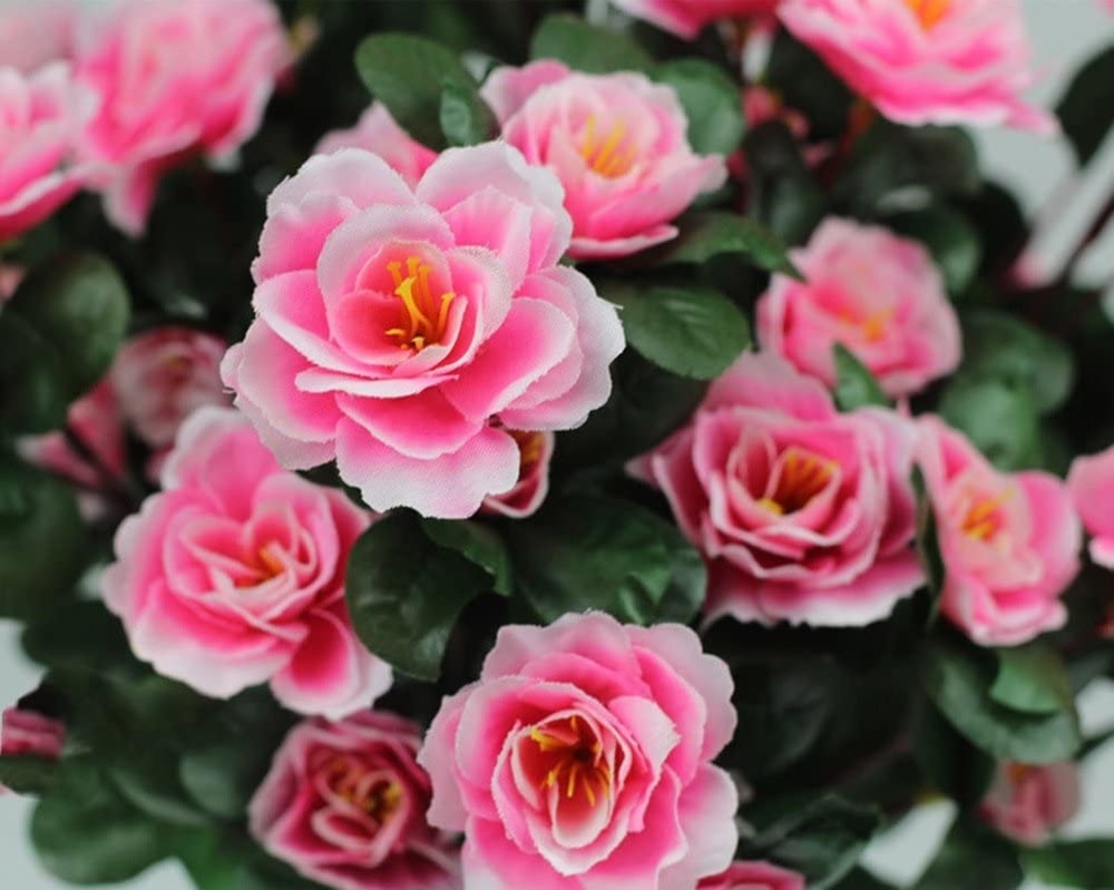 EverBloom Azaleas - A Perfect Garden, Zero Work + 1+1 FREE