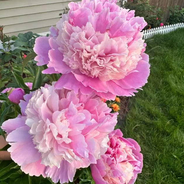 The Empress Peony Collection - A Royal Garden, Effortlessly - 1+1 FREE