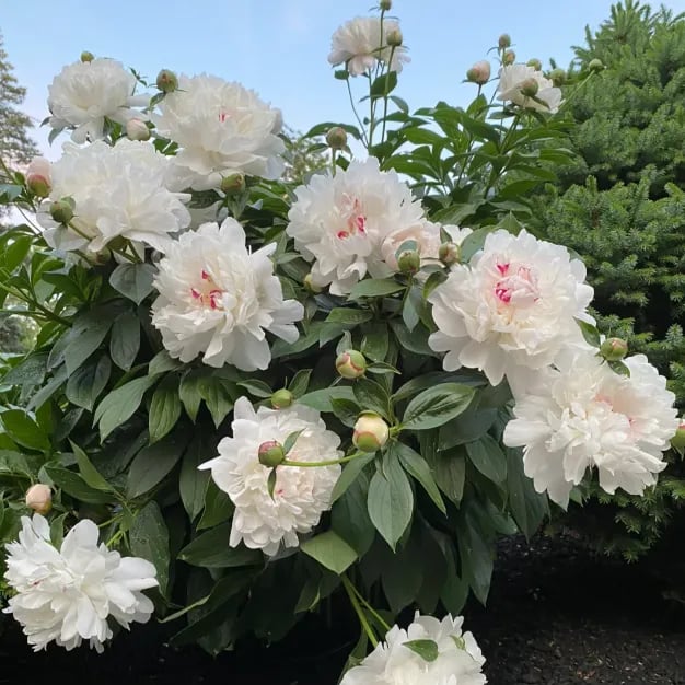 The Empress Peony Collection - A Royal Garden, Effortlessly - 1+1 FREE