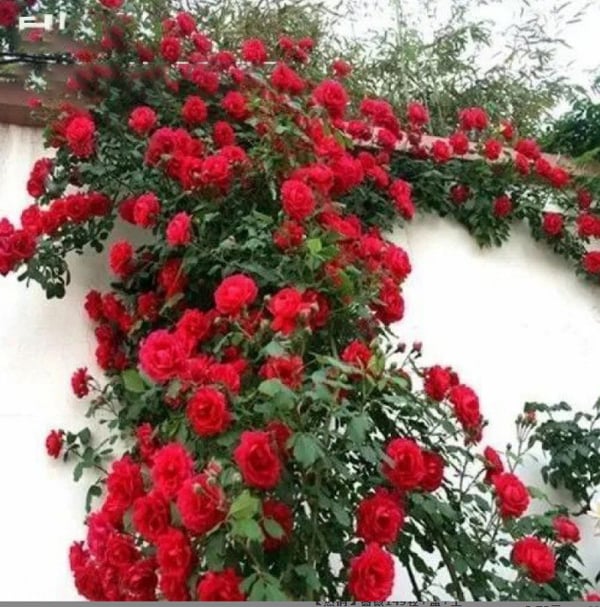 Climbing Vine Rose Flower Seeds – Unleash a Cascade of Color and Fragrance - 50% OFF