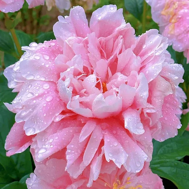 The Empress Peony Collection - A Royal Garden, Effortlessly - 1+1 FREE