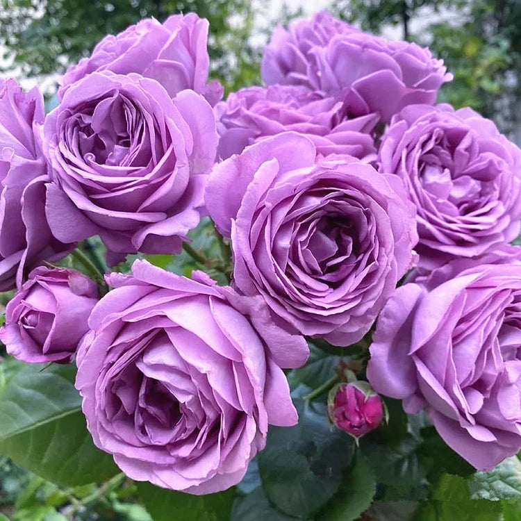 EverBloom Rose Seeds - A Living Wall of Flowers. + 50% OFF