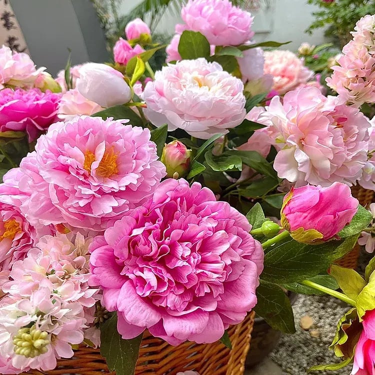 The Empress Peony Collection - A Royal Garden, Effortlessly - 1+1 FREE