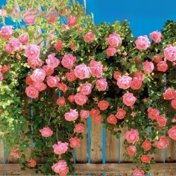 Climbing Vine Rose Flower Seeds – Unleash a Cascade of Color and Fragrance - 50% OFF