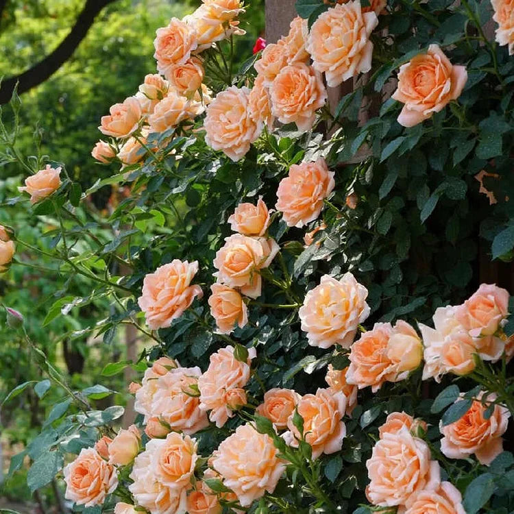 EverBloom Rose Seeds - A Living Wall of Flowers. + 50% OFF