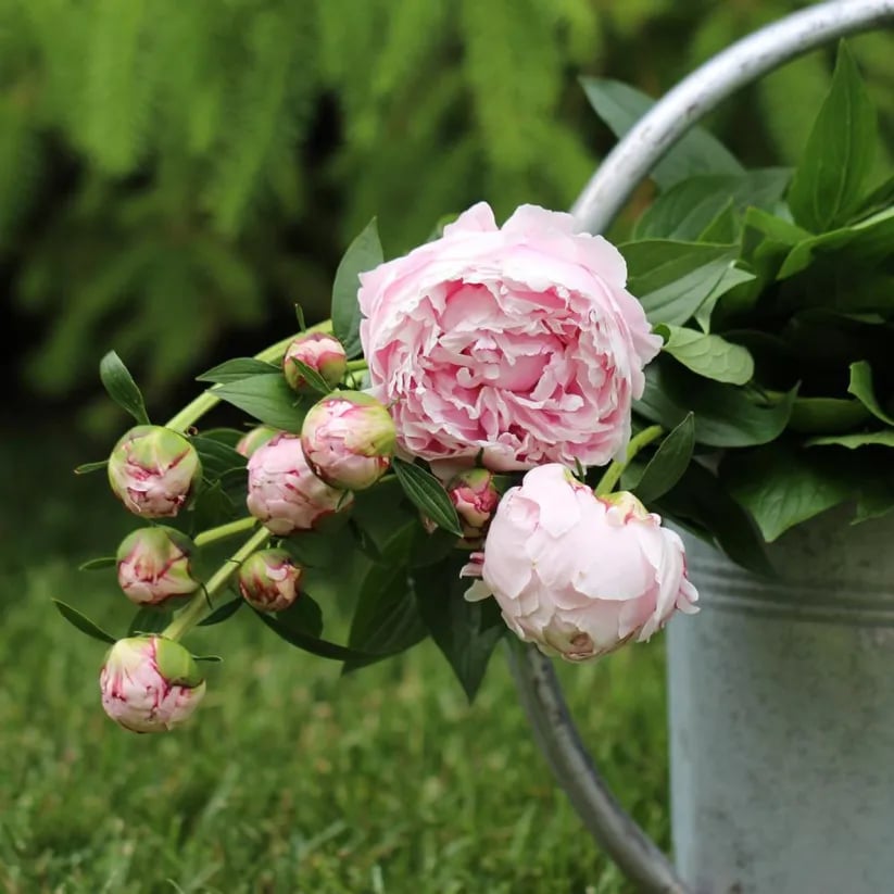 The Empress Peony Collection - A Royal Garden, Effortlessly - 1+1 FREE