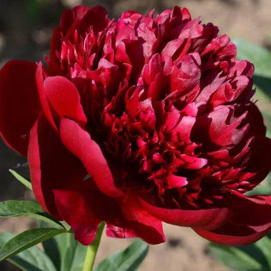 The Empress Peony Collection - A Royal Garden, Effortlessly - 1+1 FREE