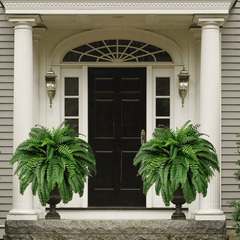 Forever Fresh Fern – Lush Greenery That Lasts Forever - 60% OFF