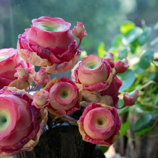 The Everose Succulent - The Rose That Never Dies - 50% OFF