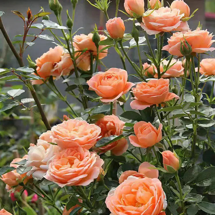 Ever Bloom Roses EverBloom Rose Seeds - A Living Wall of Flowers. + 50% OFF – Evaberry