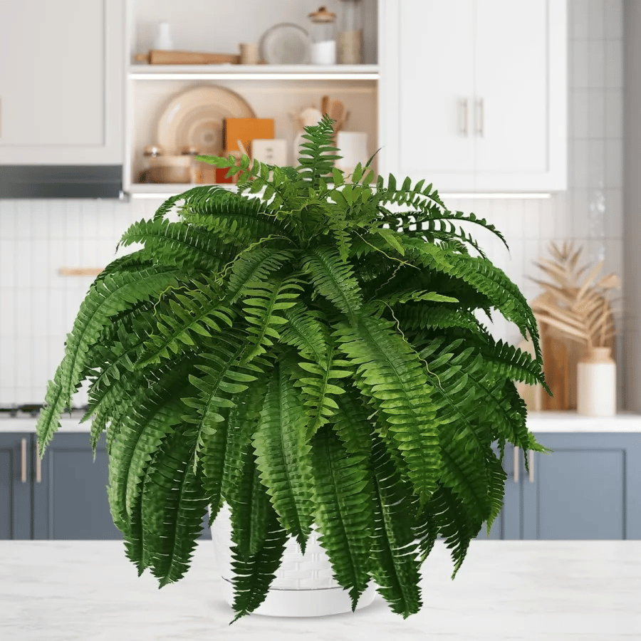 Forever Fresh Fern – Lush Greenery That Lasts Forever - 60% OFF