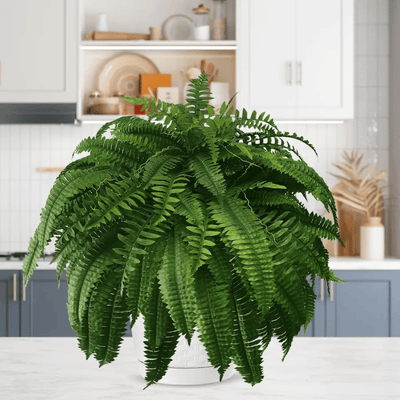 Forever Fresh Fern – Lush Greenery That Lasts Forever - 60% OFF