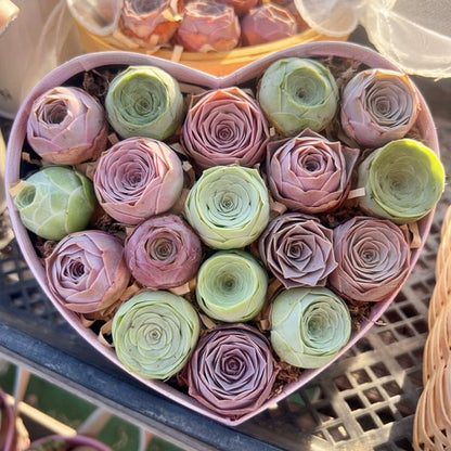 The Everose Succulent - The Rose That Never Dies - 50% OFF