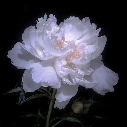 The Empress Peony Collection - A Royal Garden, Effortlessly - 1+1 FREE