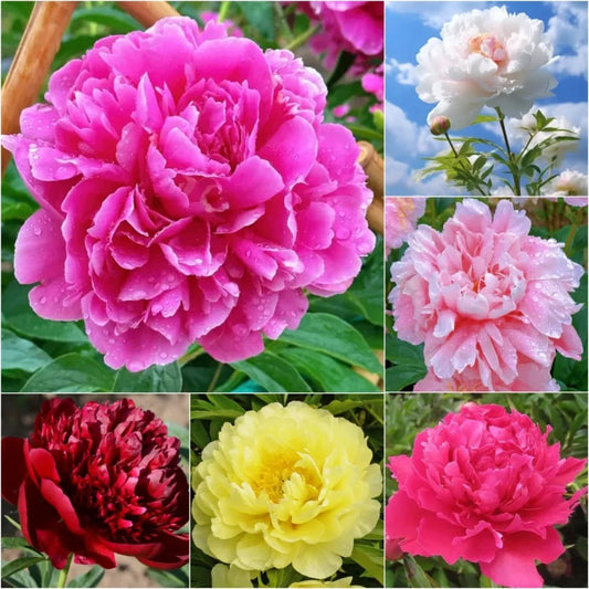 The Empress Peony Collection - A Royal Garden, Effortlessly - 1+1 FREE