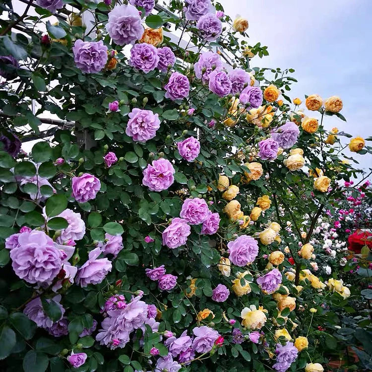 Ever Bloom Roses EverBloom Rose Seeds - A Living Wall of Flowers. + 50% OFF – Evaberry
