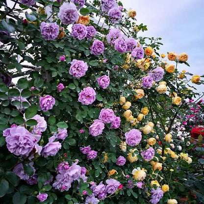 EverBloom Rose Seeds - A Living Wall of Flowers. + 50% OFF