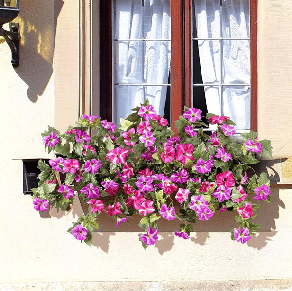EverBloom Petunias - A Perfect Garden, Effortlessly - 50% OFF