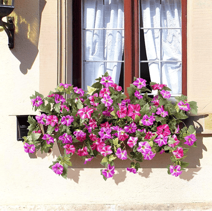 EverBloom Petunias - A Perfect Garden, Effortlessly - 50% OFF