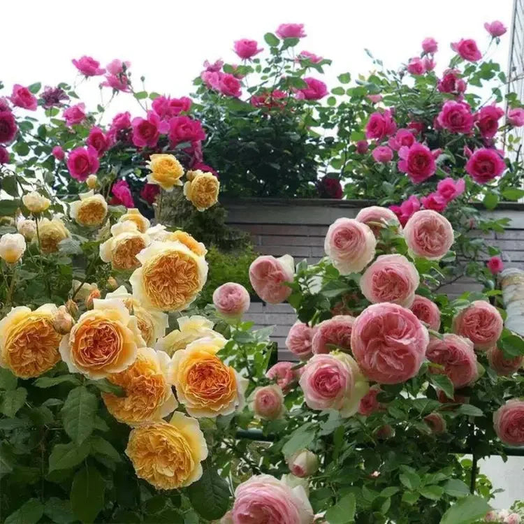 Ever Bloom Roses EverBloom Rose Seeds - A Living Wall of Flowers. + 50% OFF – Evaberry