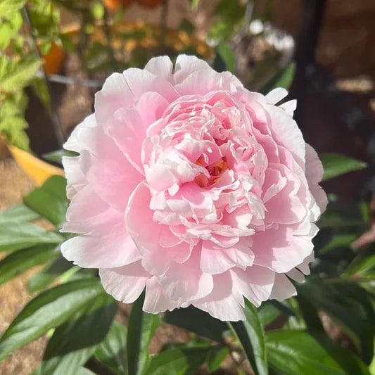 The Empress Peony Collection - A Royal Garden, Effortlessly - 1+1 FREE