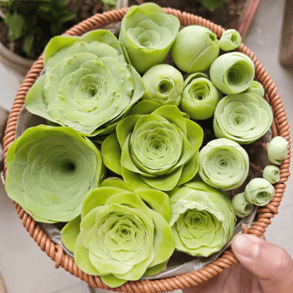 The Everose Succulent - The Rose That Never Dies - 50% OFF