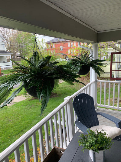 Forever Fresh Fern – Lush Greenery That Lasts Forever - 60% OFF