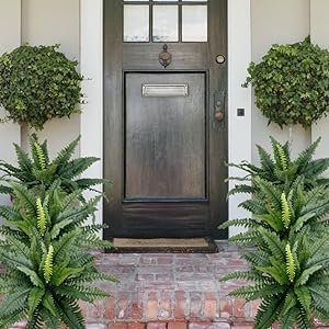 Forever Fresh Fern – Lush Greenery That Lasts Forever - 60% OFF