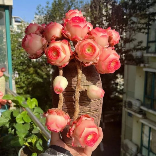 The Everose Succulent - The Rose That Never Dies - 50% OFF