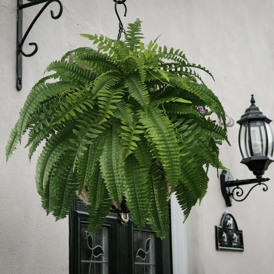 Forever Fresh Fern – Lush Greenery That Lasts Forever - 60% OFF