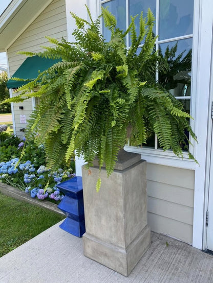 Forever Fern - Bring nature home without the maintenance. 50% OFF