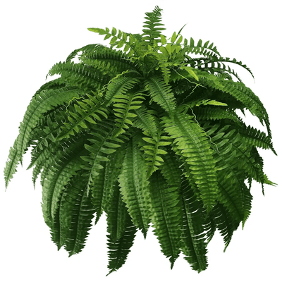 Forever Fresh Fern – Lush Greenery That Lasts Forever - 60% OFF