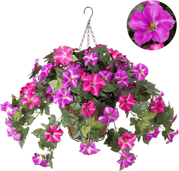 EverBloom Petunias - A Perfect Garden, Effortlessly - 50% OFF