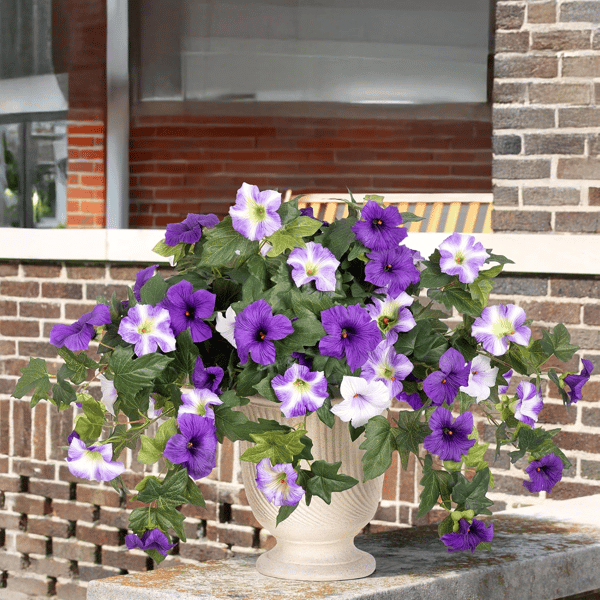 EverBloom Petunias - A Perfect Garden, Effortlessly - 50% OFF