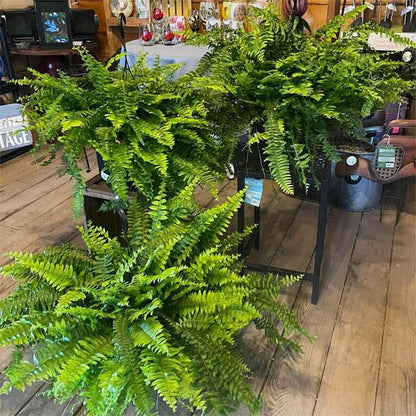 Forever Fern - Bring nature home without the maintenance. 50% OFF